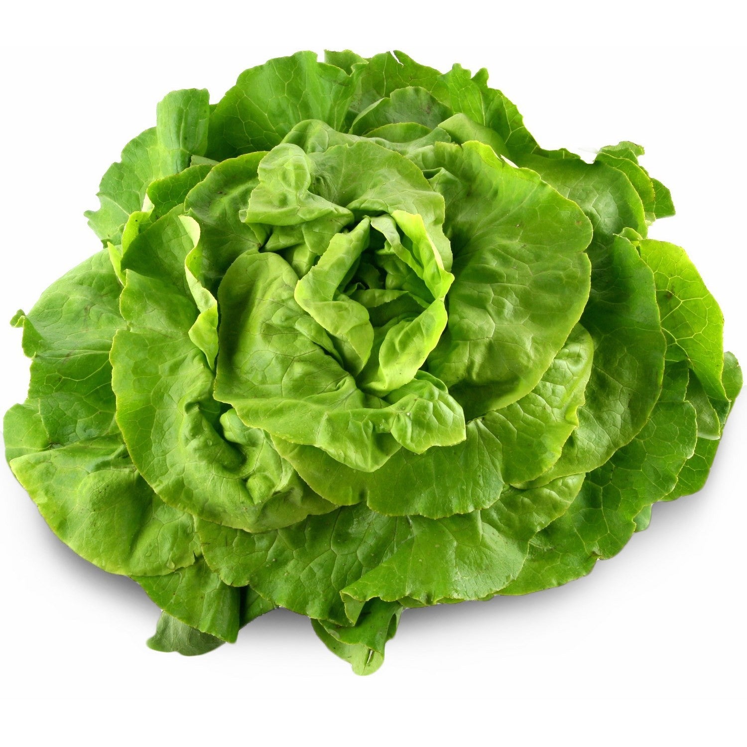 Green Lettuce 1Kg