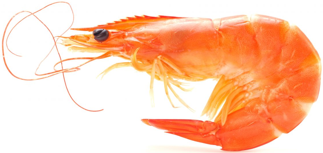 Crevette Rose Entière 500 g