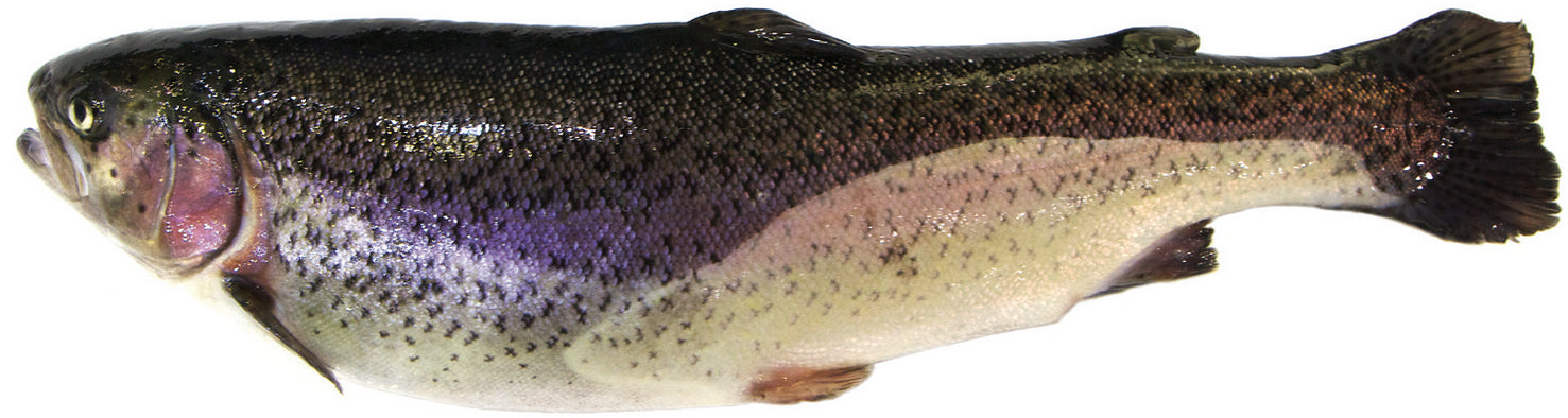 سمك السلمون المرقط مع الجلد 1 كجم 