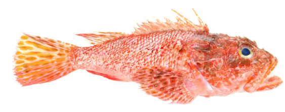 Whole Redfish 1 Kg