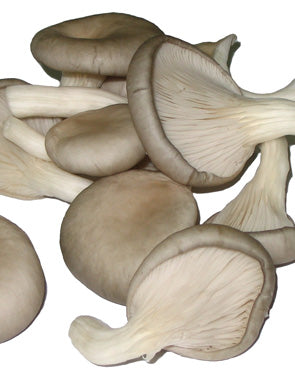 Hongo Fresco 1 Kg