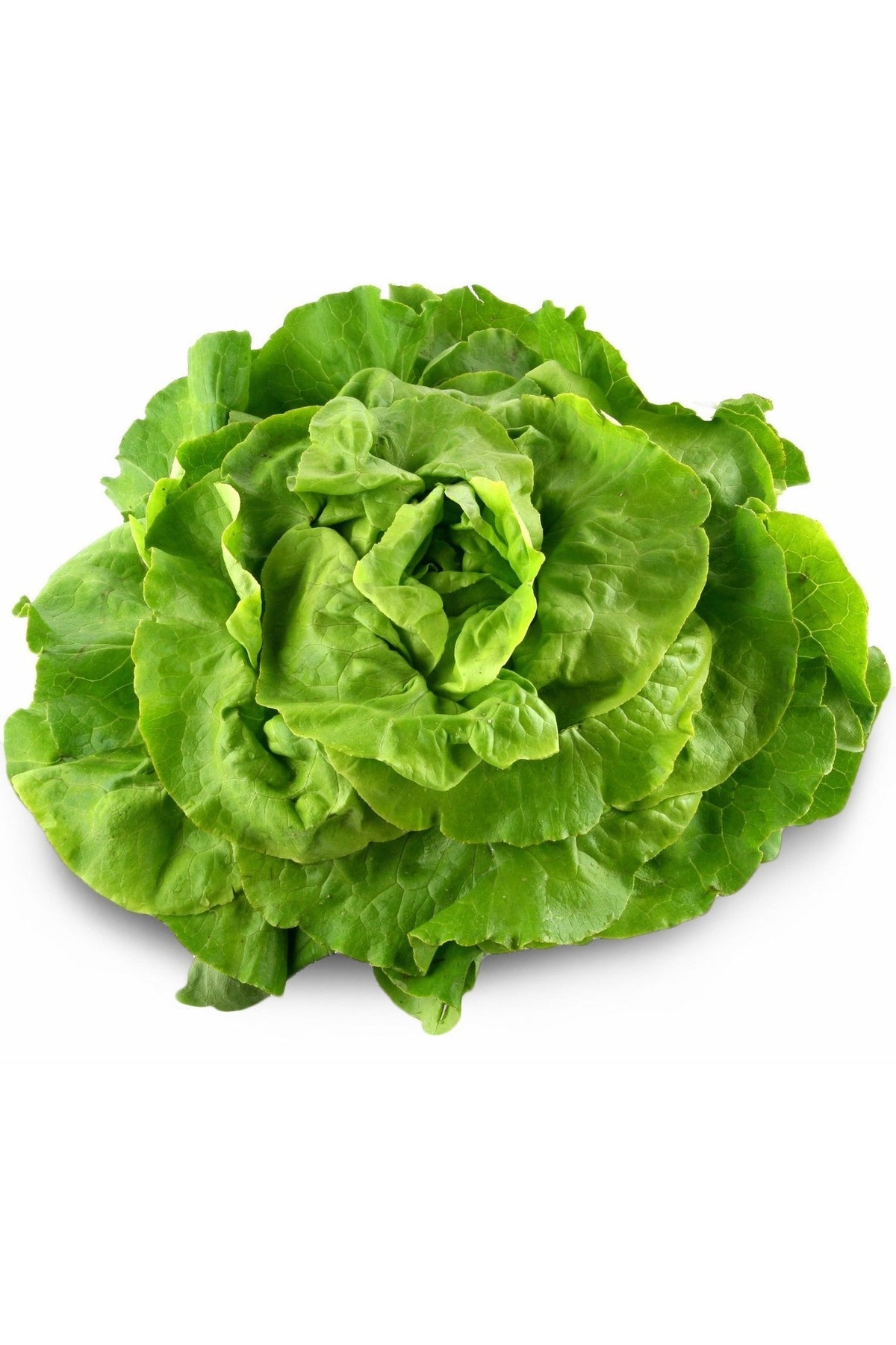 Green Lettuce 1Kg