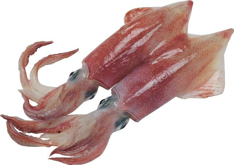 Squid in Rings 1Kg