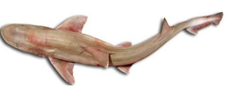 Farkh Shark in Fillets 1Kg