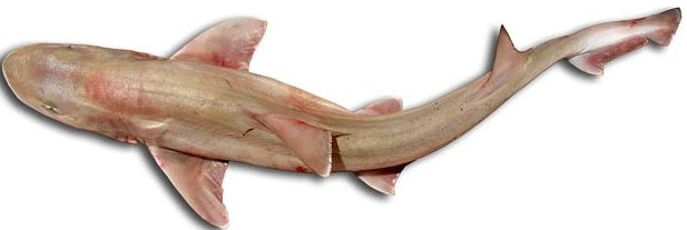 Farkh Shark on Skewers 1Kg