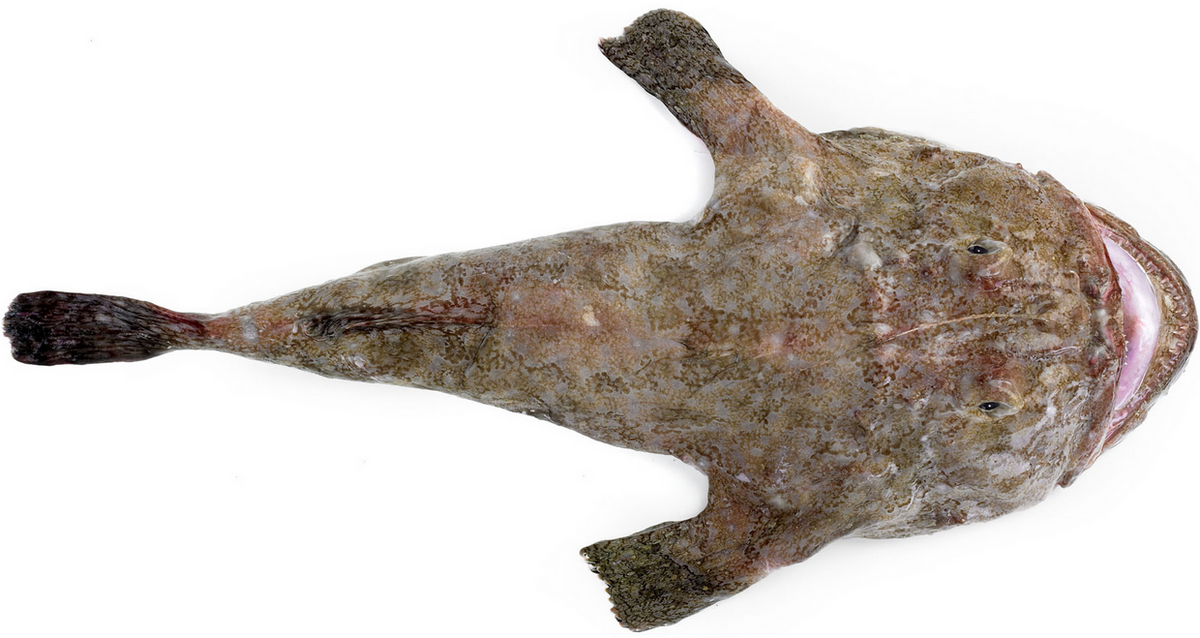 Monkfish Whole Skinless 1kg