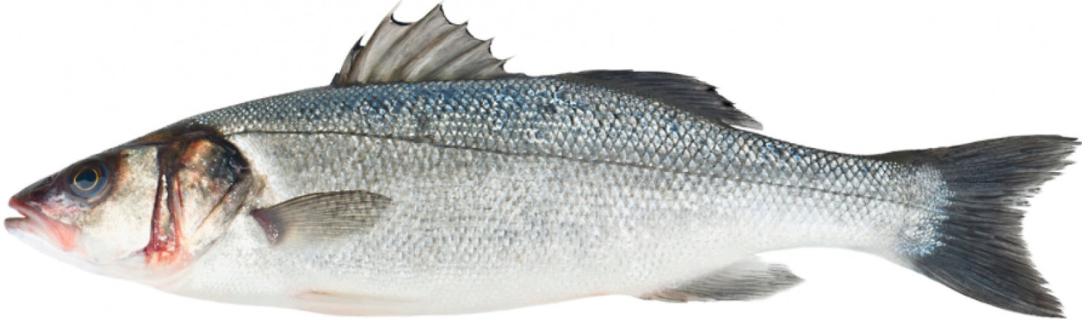 Whole Wild Sea Bass 1kg 