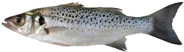 Speckled Wolf Whole 1Kg