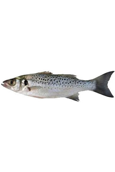 Skinless Fillet Speckled Wolf 1Kg