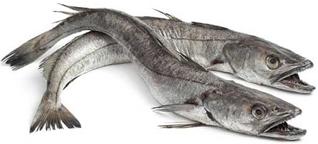 Whole hake whiting 1kg