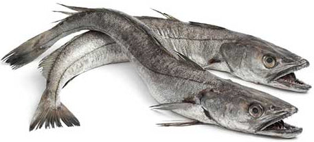 Whole hake whiting 1kg 