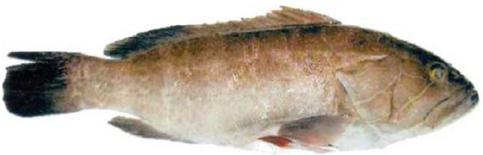 White grouper 1kg