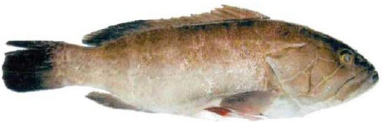 سمك هامور أبيض 1 كجم
