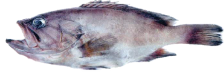Gray Grouper 1kg