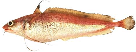 Mostelle Filet with Skin 1kg