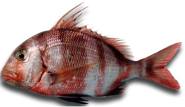 Pageot Royal Piece 1kg Fillets