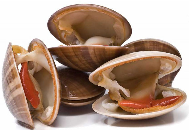 Jumbo Clam 1kg 