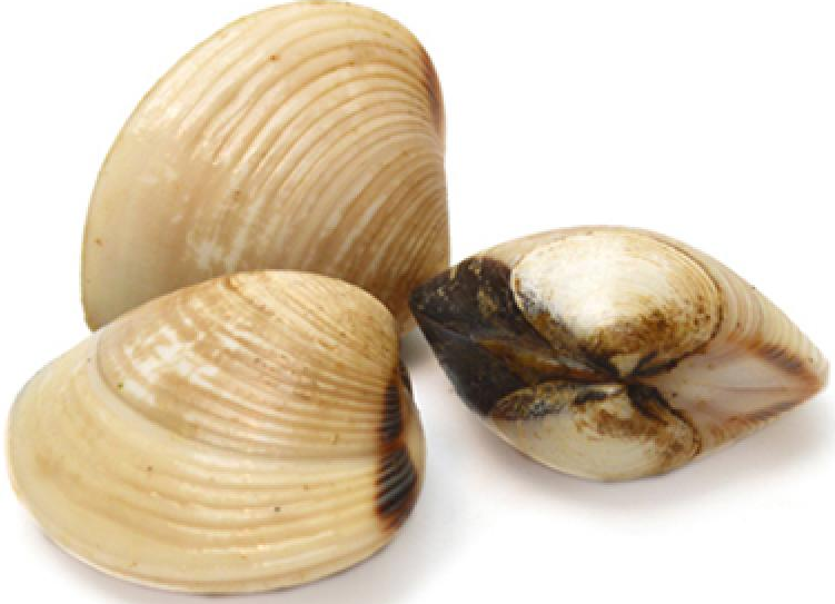 Clam 1kg