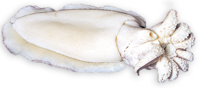 Small Cleaned Cuttlefish 1kg