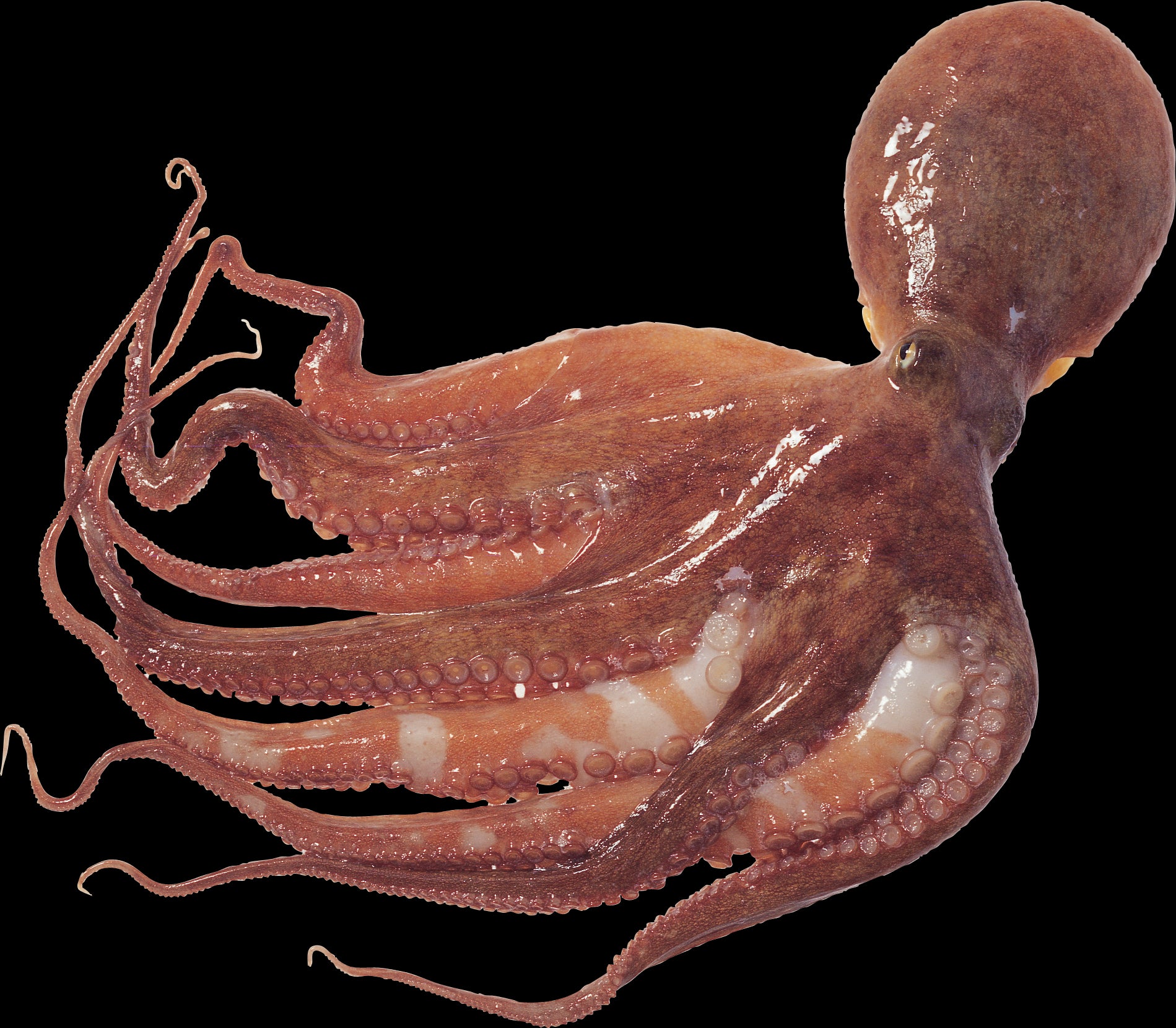 Octopus 2 kg 