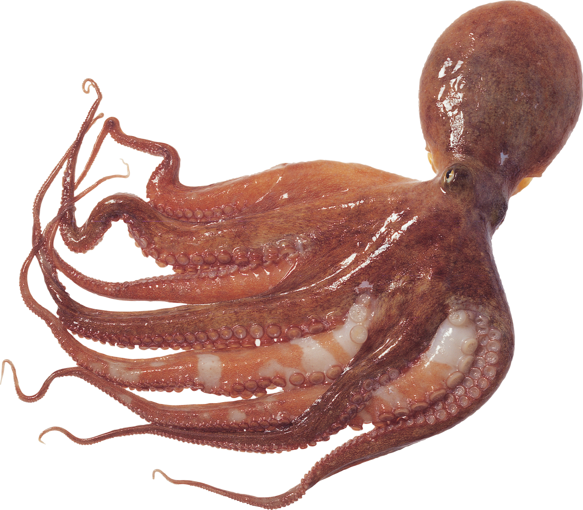 Octopus 2 kg