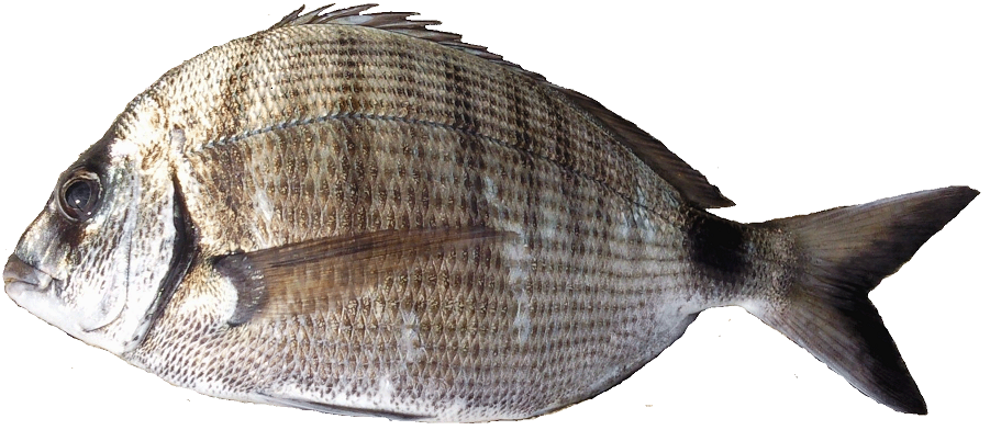Sar Whole 1kg