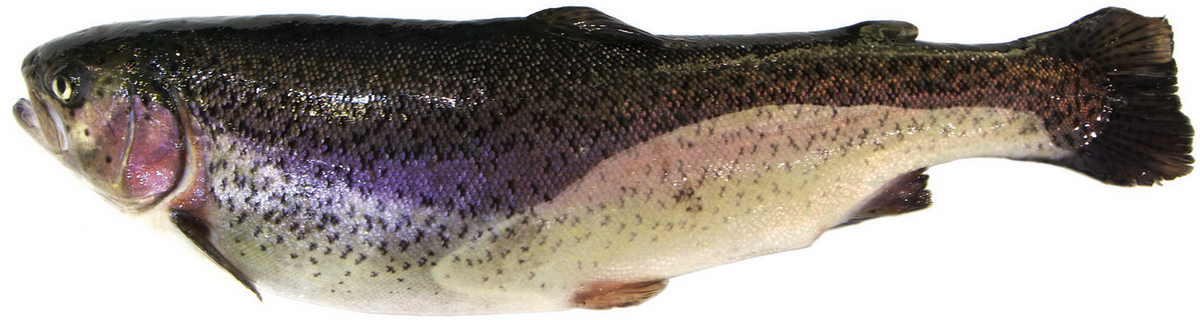 Whole Trout 1Kg