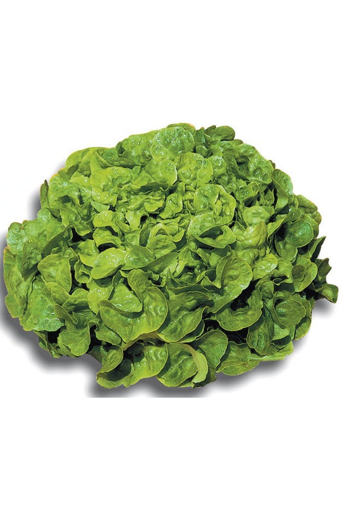 Oak Leaf Lettuce 1 piece