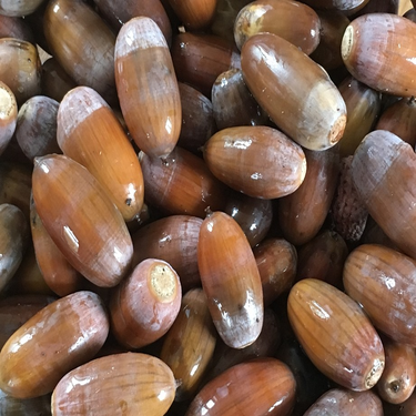 Raw Acorns 1 Kg