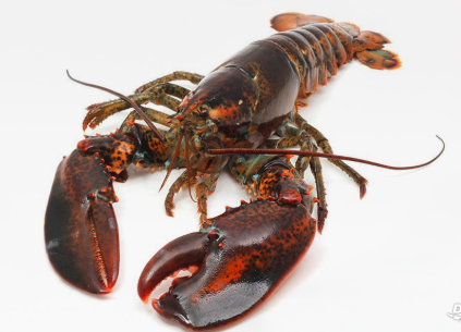 Live Lobster (1 - 1.3 Kg)