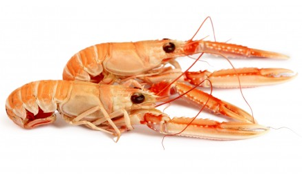 Scampi 1 Kg