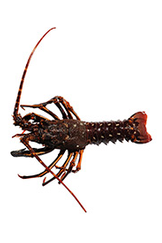 LANGOUSTE VERTE (1 - 1.3Kg)