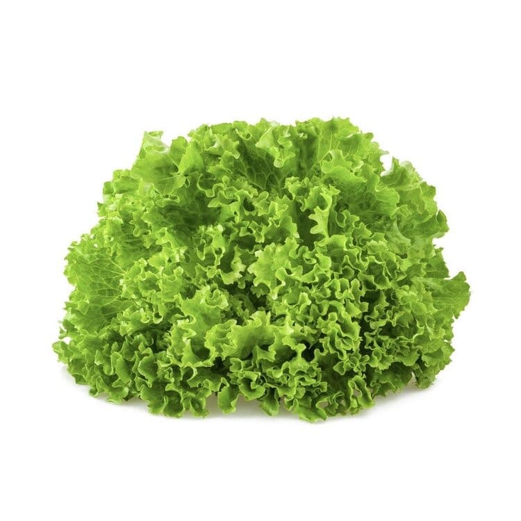 Batavia lettuce 1piece
