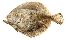 Sole Turbo Whole 1 Kg